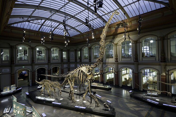 Zu sehen ist das Skelett des Brachiosaurus, das im Museum für Naturkunde Berlin ausgestellt wird.
