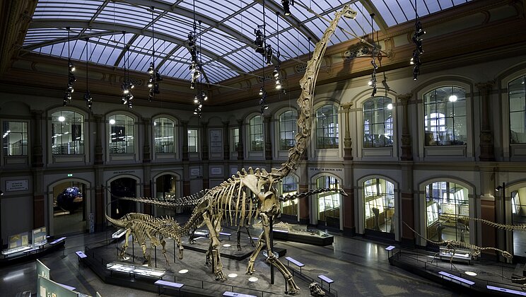 Zu sehen ist das Skelett des Brachiosaurus, das im Museum für Naturkunde Berlin ausgestellt wird.